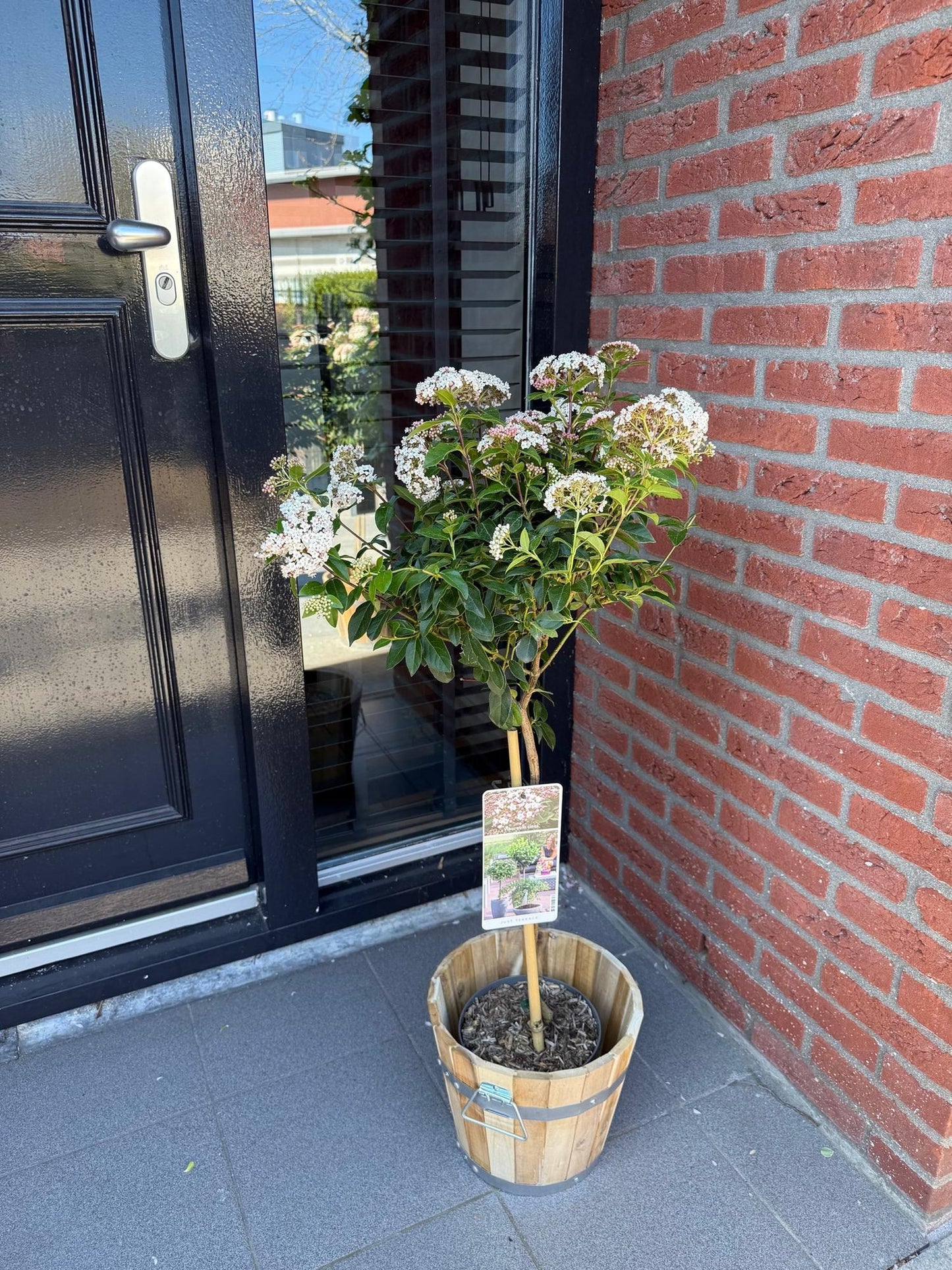 Tuinplante - Viburnum Tinus - Plante På Stamme - Terrasseplante - Vintergrøn - Let Vedligehold - Potte 19cm - Højde 90cm