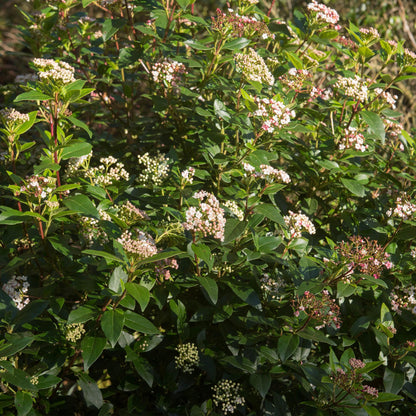 Tuinplante - Viburnum Tinus Eve Price - Plante På Stamme - Terrasseplante - Vintergrøn - Let Vedligehold - Potte 19cm - Højde 90cm