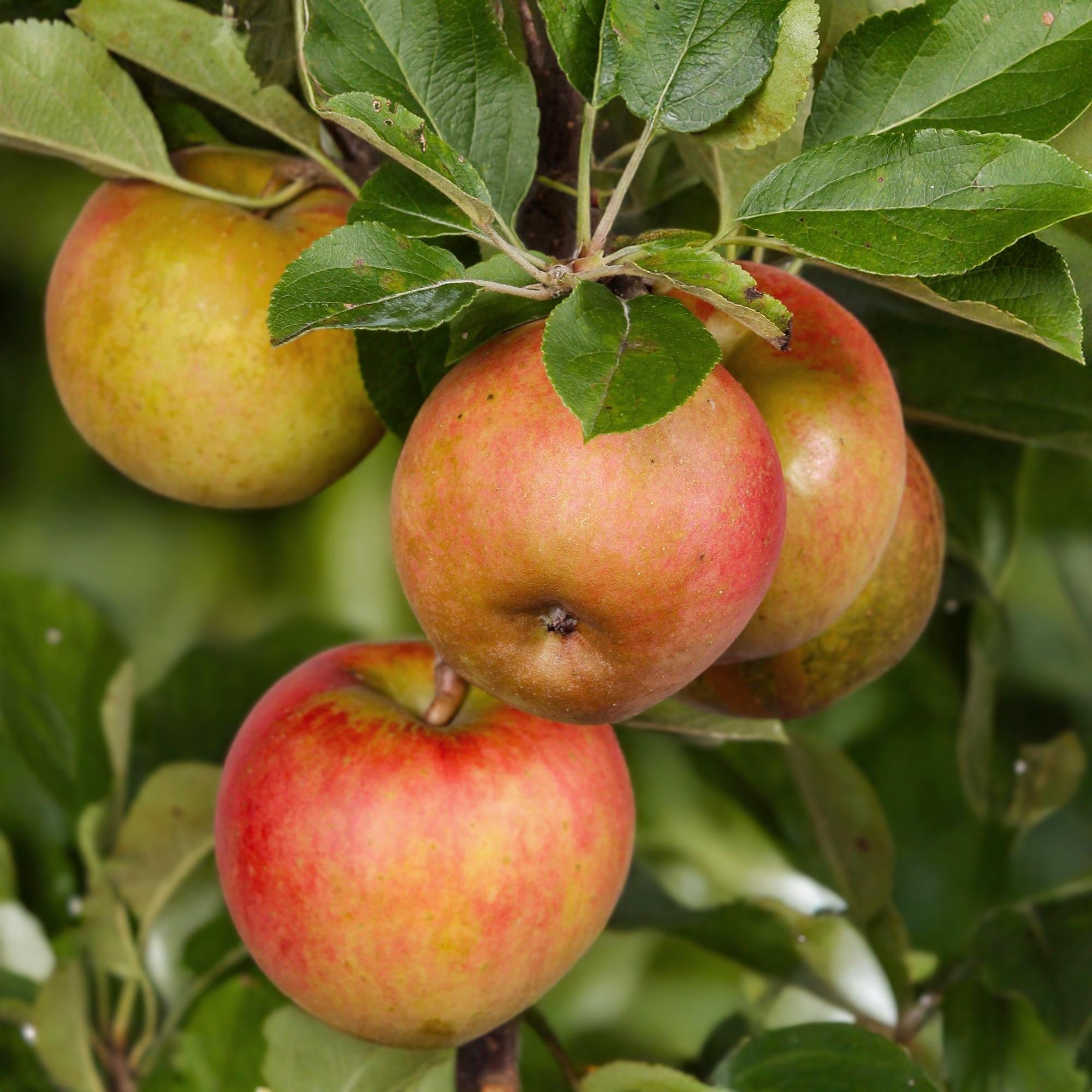 Frugtplante - Appeltræ - Malus domestica Elstar - Rød-grøn Appel