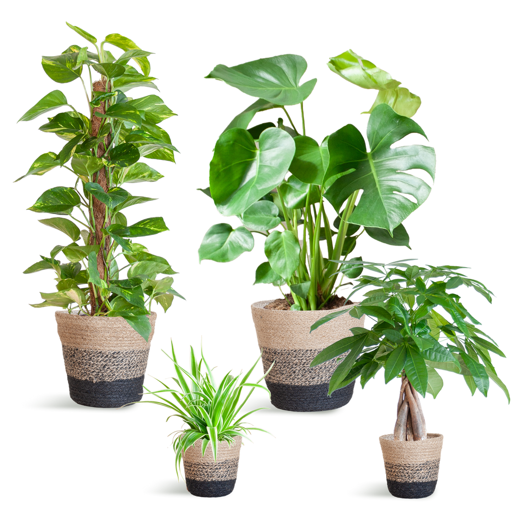 Nem pleje Plantekasse - medium - med Basket Lisbon sort