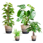 Nem pleje Plantekasse - medium - med Basket Lisbon sort