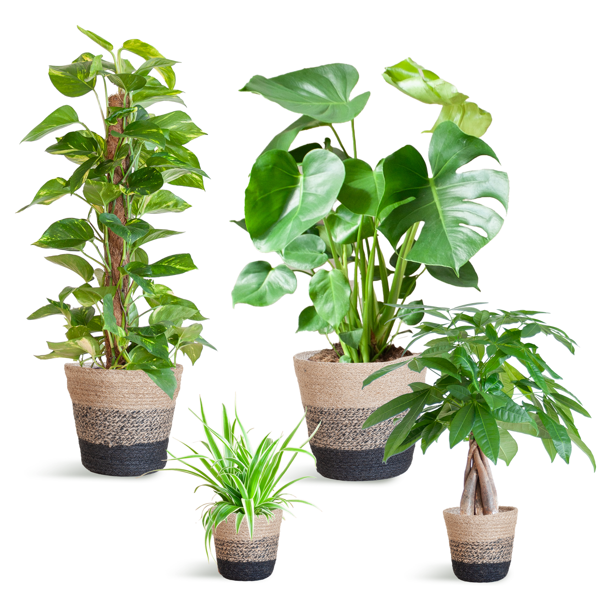 Nem pleje Plantekasse - medium - med Basket Lisbon sort