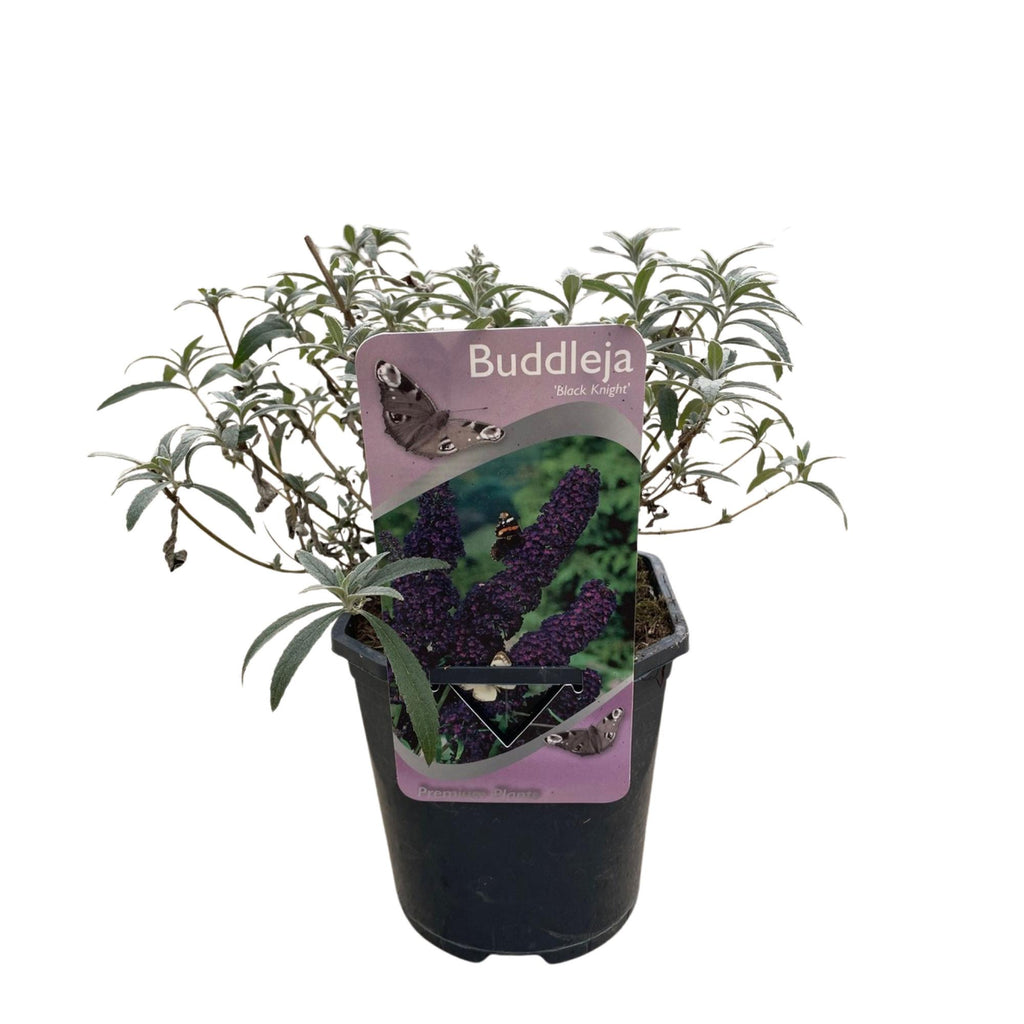 Fjärilsbuske - Buddleja davidii Black Night - Lila blommor - 1 planta - Lövfällande - Fjärilslockande - Kruka 17 cm Höjd 25 cm