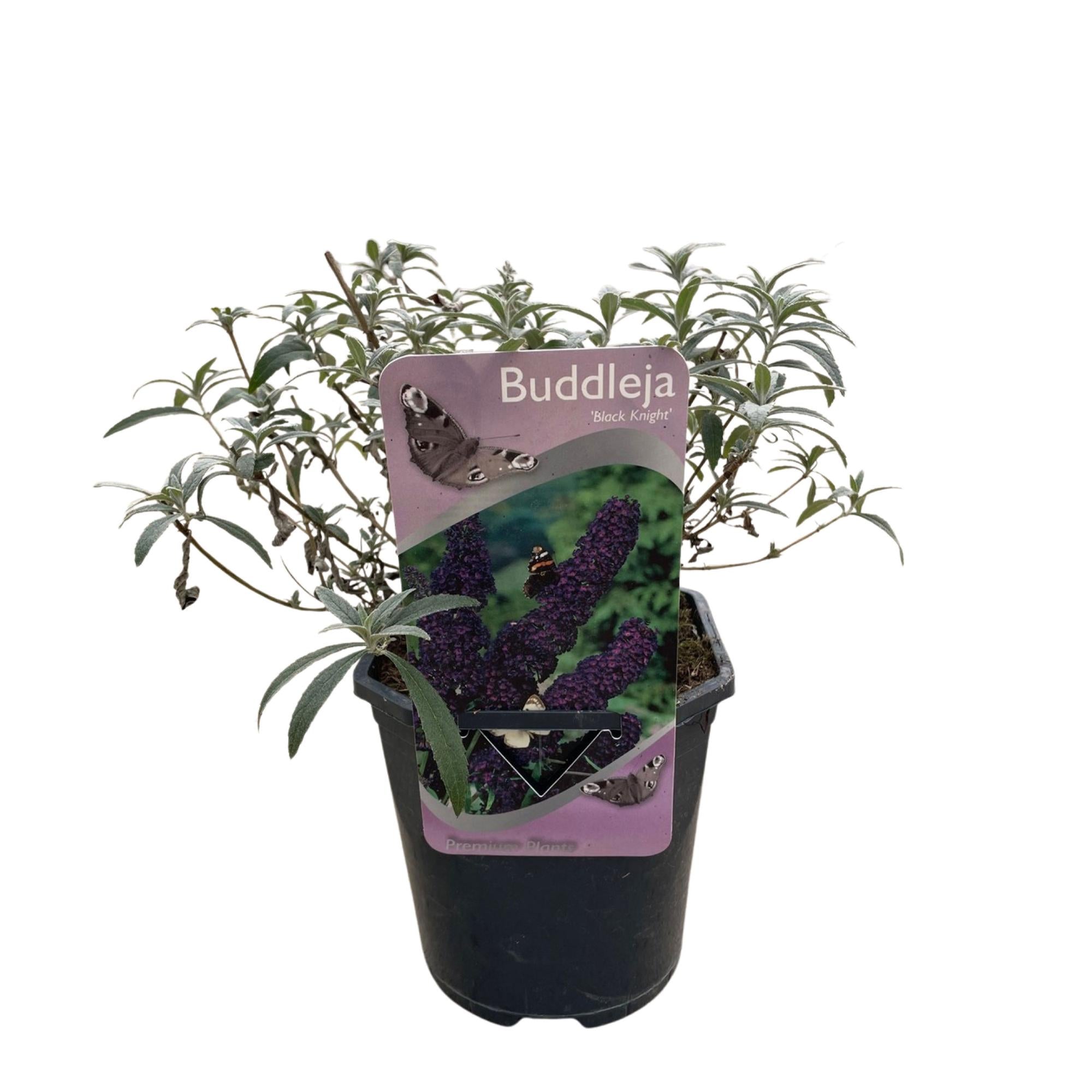 Fjärilsbuske - Buddleja davidii Black Night - Lila blommor - 1 planta - Lövfällande - Fjärilslockande - Kruka 17 cm Höjd 25 cm