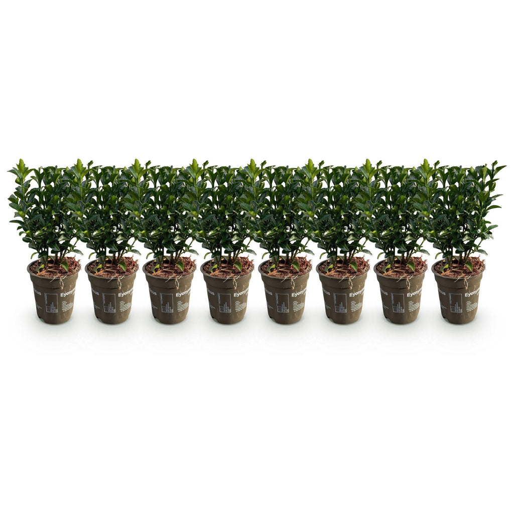 Hækplante – Euonymus japonicus Green Spire – 8 Planter – 1 Løbende Meter – Stedsegrøn – Potte 9 cm – Højde 20-25 cm
