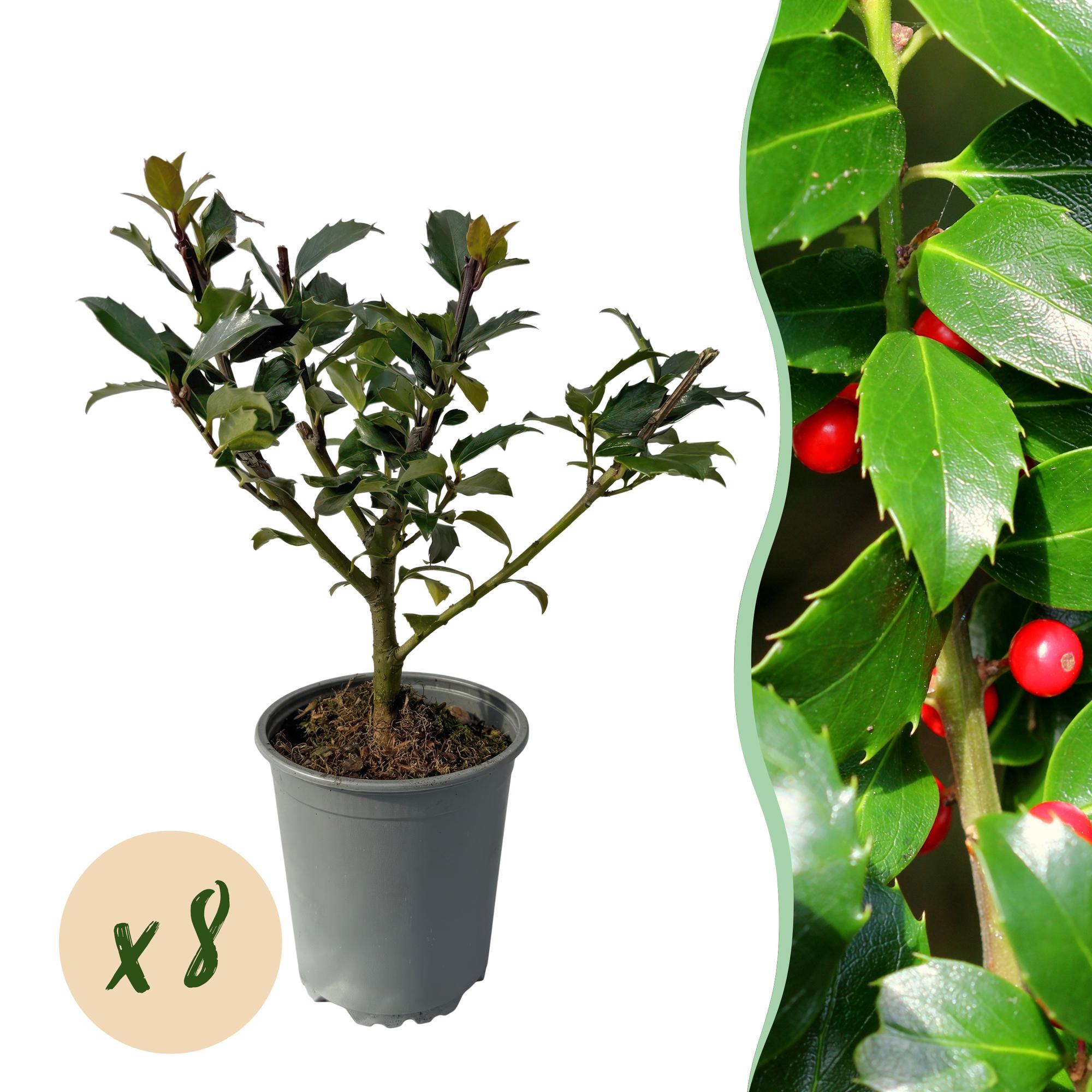 Ilex Blue Maid – 8 stk. stedsegrønne hækplanter – Dækker 1 meter – Højde 25-30 cm – Pot Ø9 cm