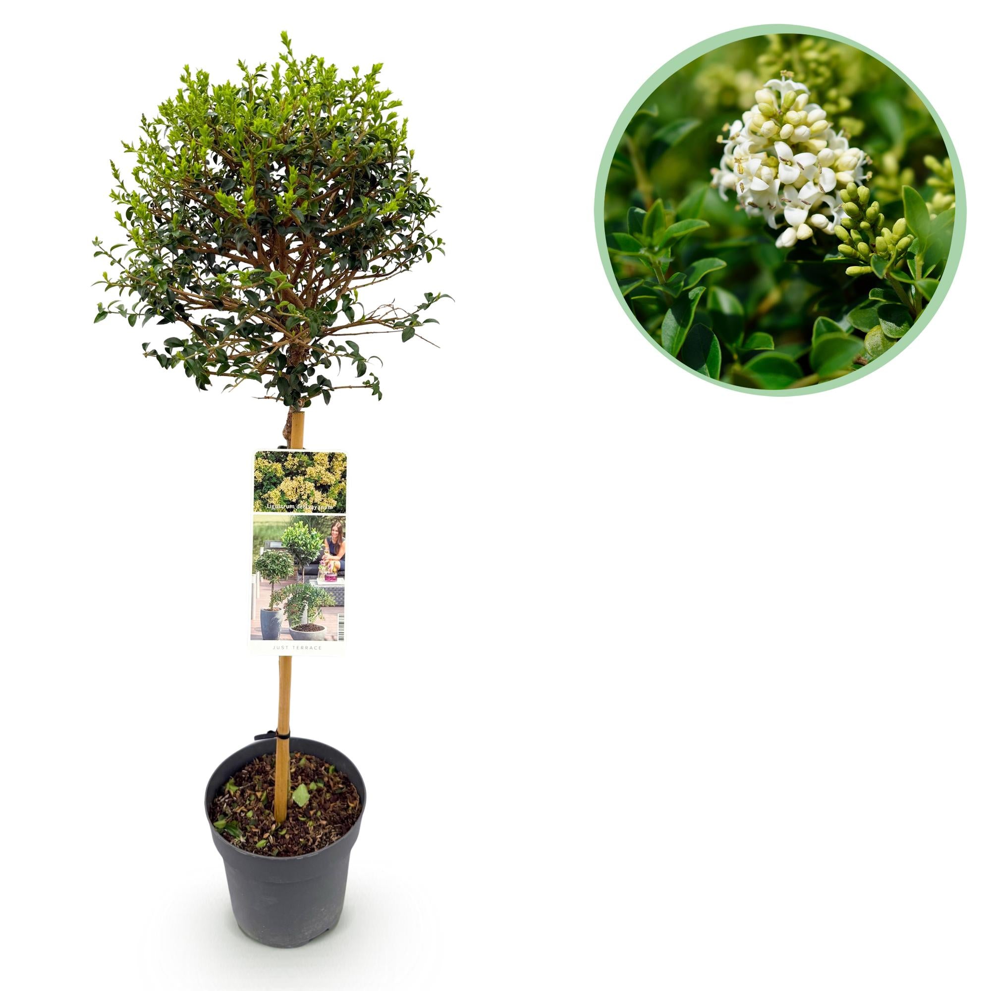 Haveplante – Ligustrum delavayanum – Stammeplante – Terrasseplante – Stedsegrøn – Nem Pleje – Potte Ø19 cm Højde 90 cm