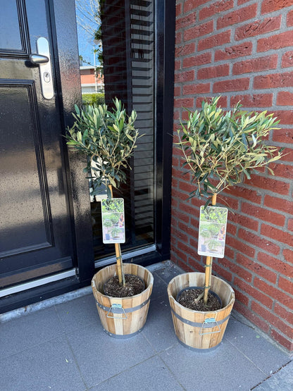 Garden plant - Olea Europaea - Plant on stem - Terrace plant - Leaf-bearing - Easy maintenance - Pot 19cm Height 90cm
