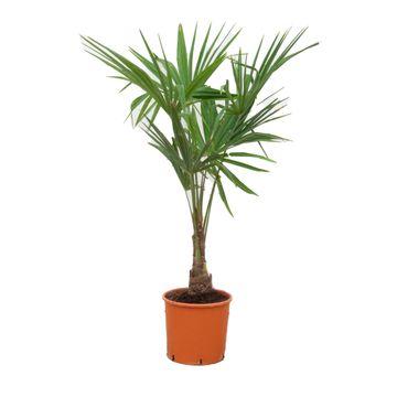 Trachycarpus Fortunei - 120-130 cm - Ø27