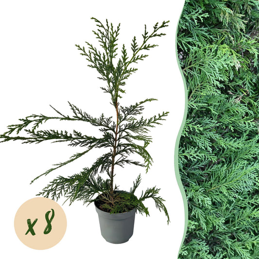 Cupressocyparis leylandii – 8 stk. – Grøn hækplante – Dækker 1 meter – Højde 35-40 cm – Potte Ø9 cm