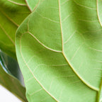 Ficus Lyrata med Viber gryde grå - 80cm - Ø21