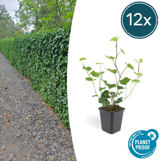 Hedera Hibernica 12x - ↕10-25cm - Ø9cm