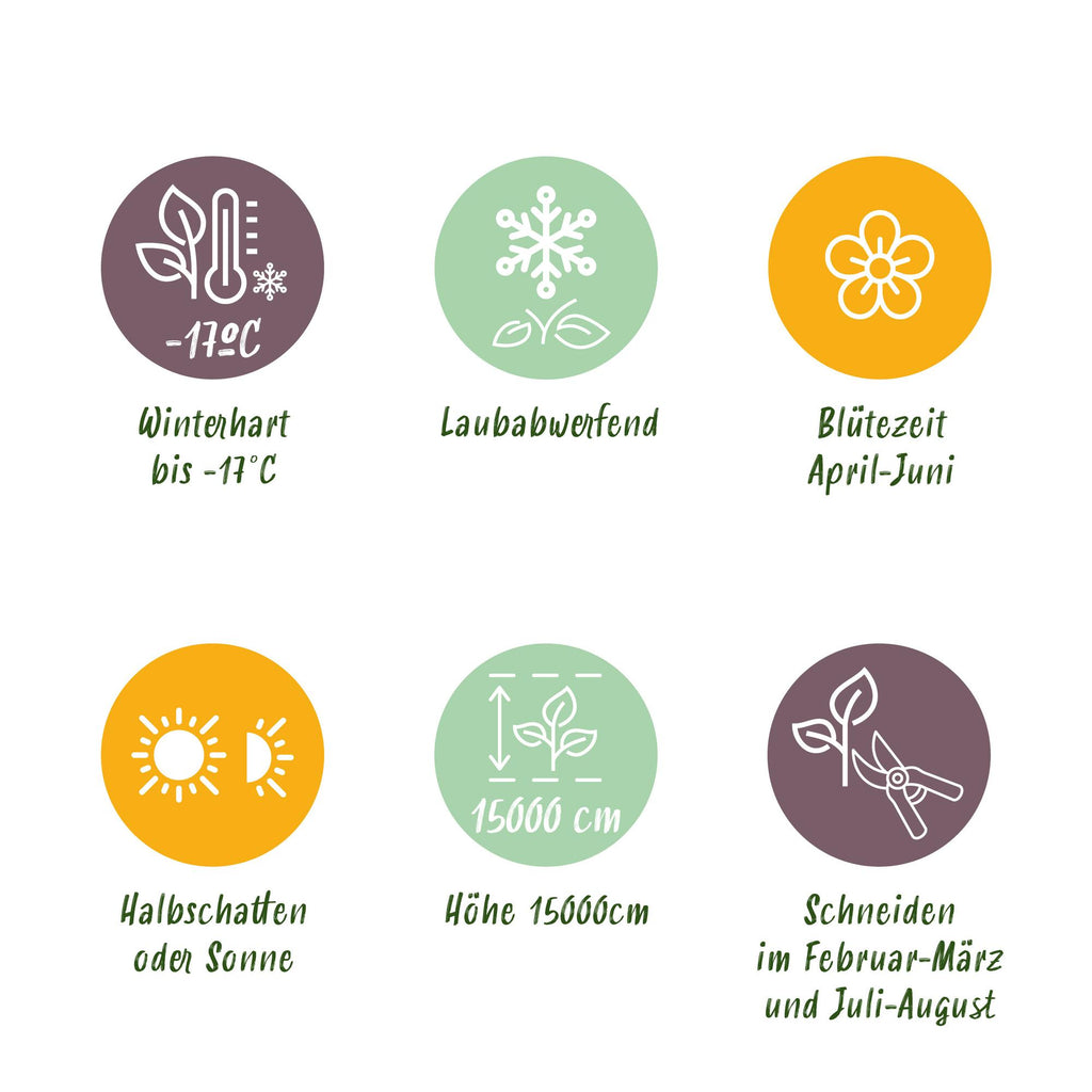 Grøn boutiQ - Wisteria - Wisteria floribunda Rosea - Blomsterrosa - 1 plante - Potte 11cm Højde 40cm