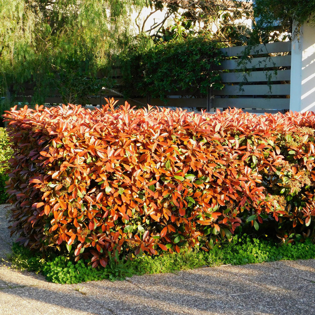 Photinia fraseri 'Red Robin' – 8 stk. stedsegrønne hækplanter med røde og grønne blade – Dækker 1 meter – Højde 30-35 cm – Pot Ø9 cm