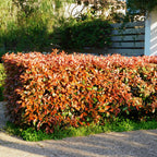 Photinia fraseri 'Red Robin' – 8 stk. stedsegrønne hækplanter med røde og grønne blade – Dækker 1 meter – Højde 30-35 cm – Pot Ø9 cm