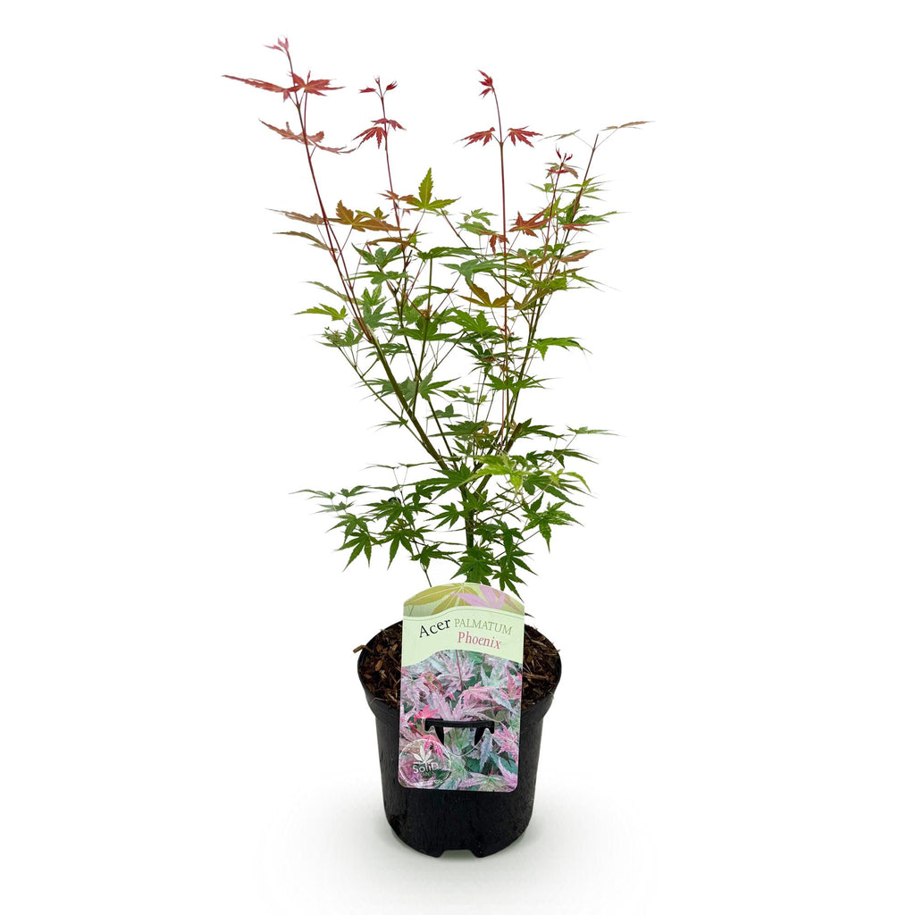 Terrasseplante – Japansk Løn 'Acer palmatum Phoenix' – Pink – 1 Plante – Løvfældende – Pot Ø19 cm – Højde 70 cm