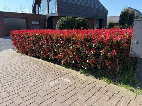 Hækplanter – Photinia fraseri 'Carré Rouge' – Grønne Blade – 8 Planter – 1 Meter Lang Hæk – Stedsegrøn – Potte 9cm Højde 30-35cm