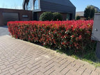 Hækplanter – Photinia fraseri 'Carré Rouge' – Grønne Blade – 8 Planter – 1 Meter Lang Hæk – Stedsegrøn – Potte 9cm Højde 30-35cm