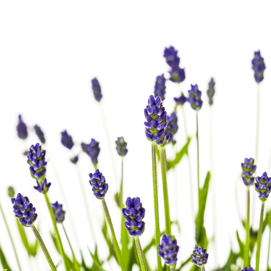 Lavandula angustifolia 2X Ø19cm - Height 40-50cm: