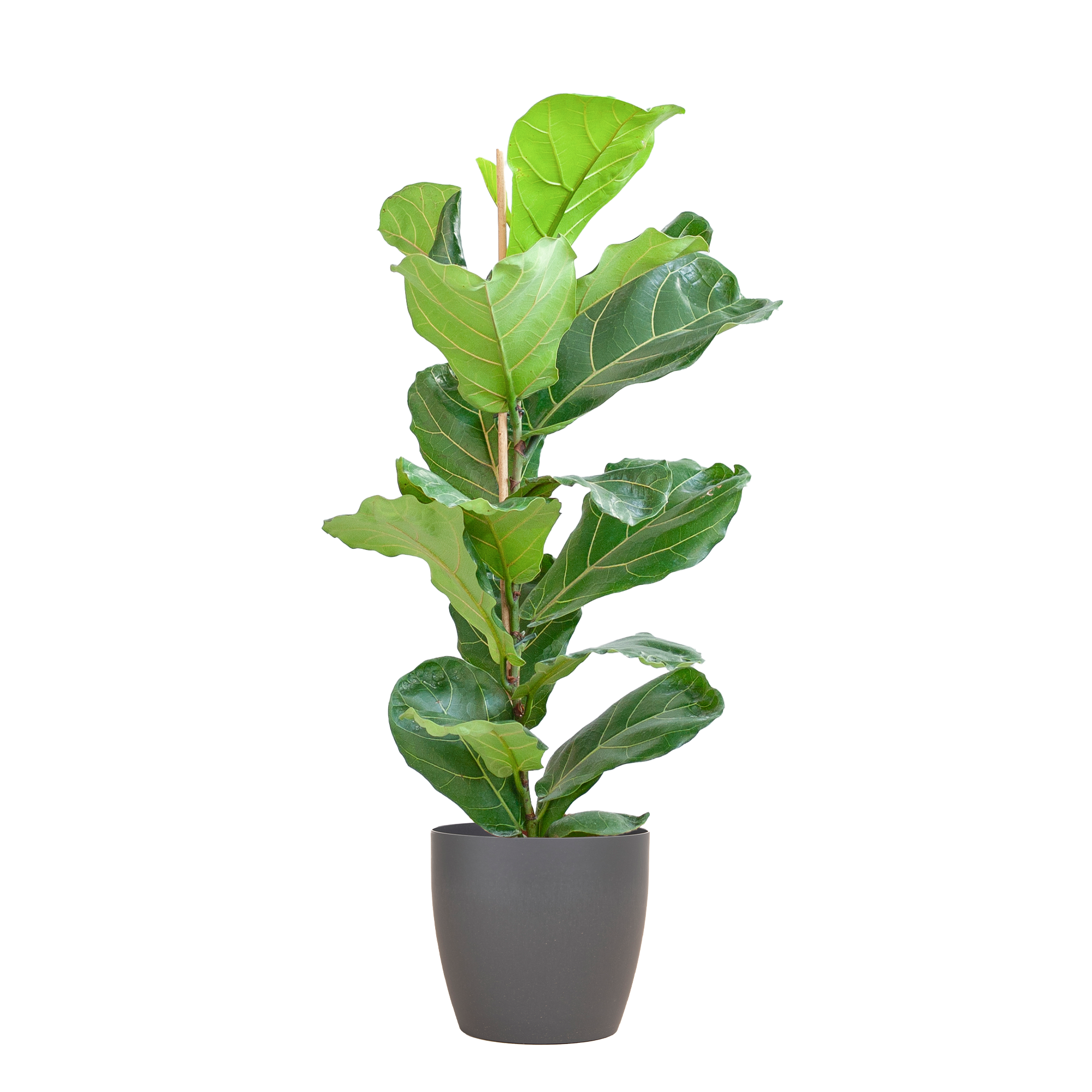 Ficus Lyrata med Viber gryde grå - 80cm - Ø21