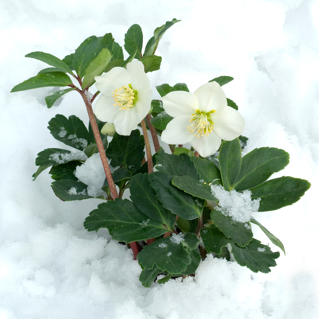 6x Helleborus niger 'Christmas Carol' | Ø 12 cm  | ↕ 20 cm