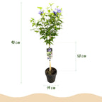 Tuinplante - Hibiscus Syriacus Blue Chiffon® - Plante På Stamme - Terrasseplante - Løvfældende - Let Vedligehold - Potte 19cm - Højde 90cm