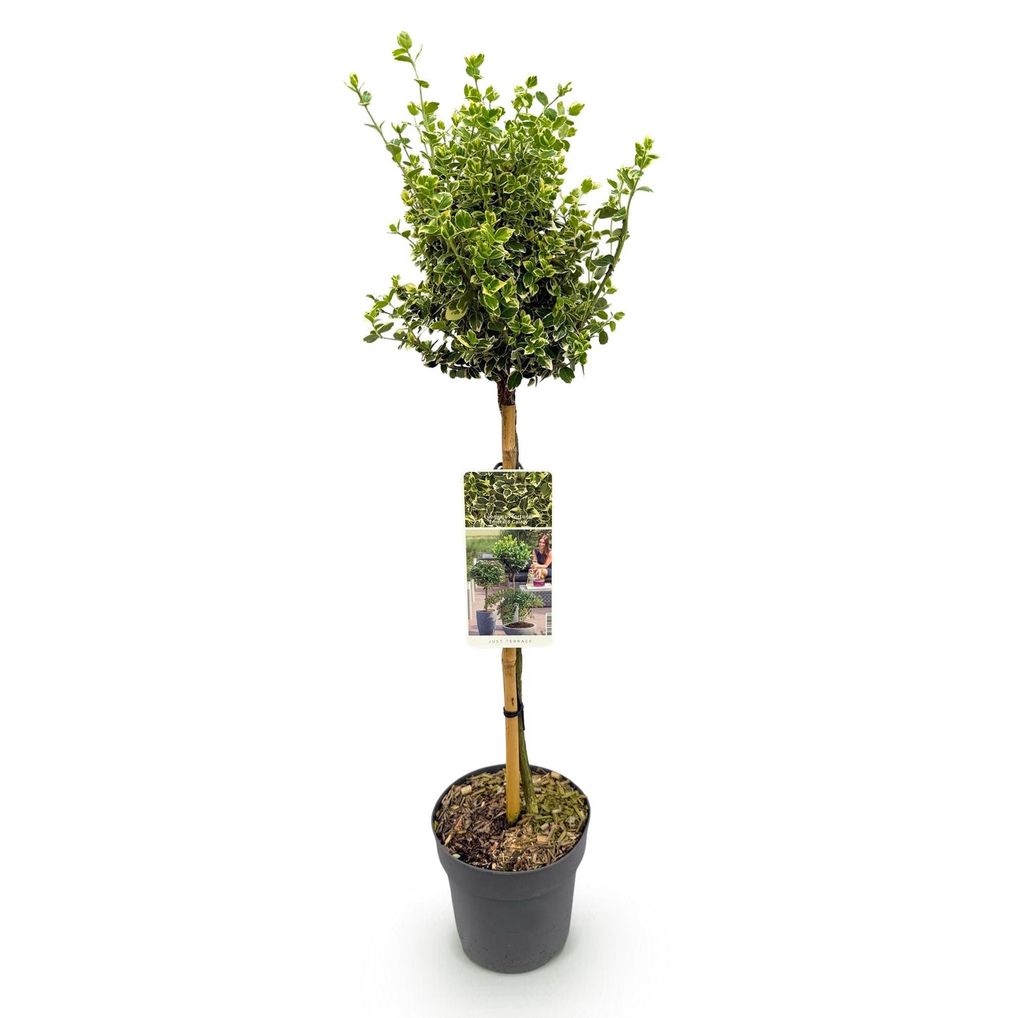 Euonymus fortunei Emerald Gaiety - Evergreen Patio Plant - Low Maintenance - Pot 19cm Height 90cm