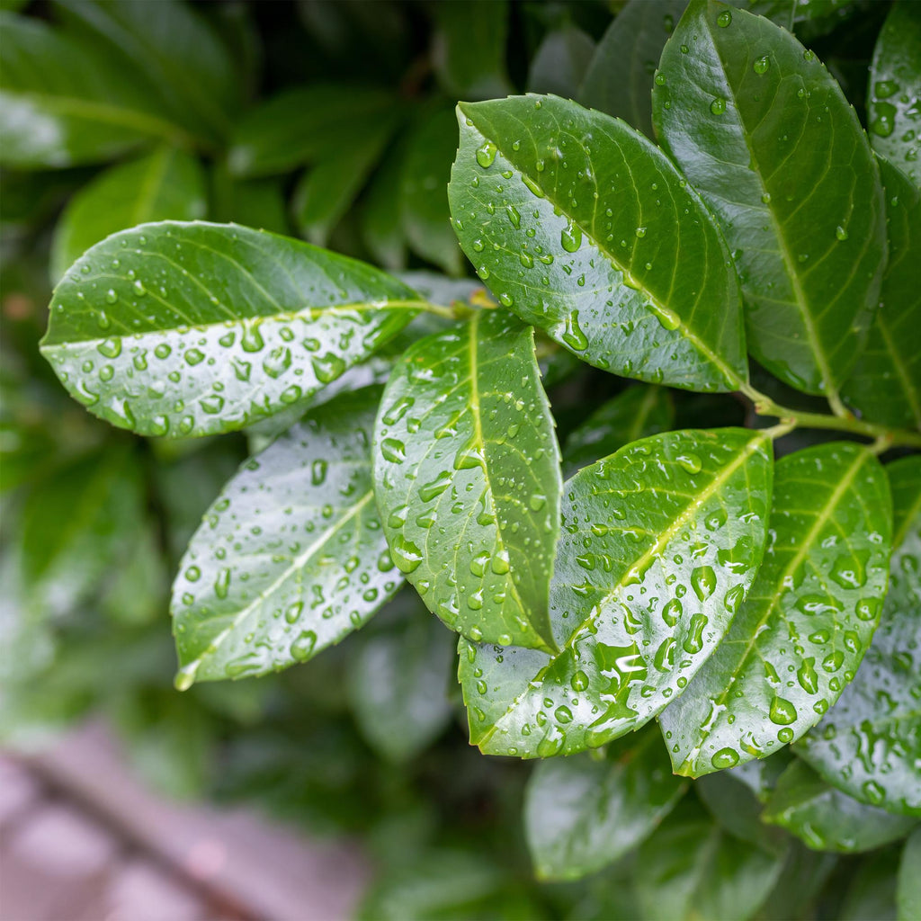 Havedyrkningsplante – Prunus laurocerasus Etna® – Plante på stamme – Terrasseplante – Stedsegrøn – Lavt Vedligehold – Potte Ø19 cm Højde 90 cm