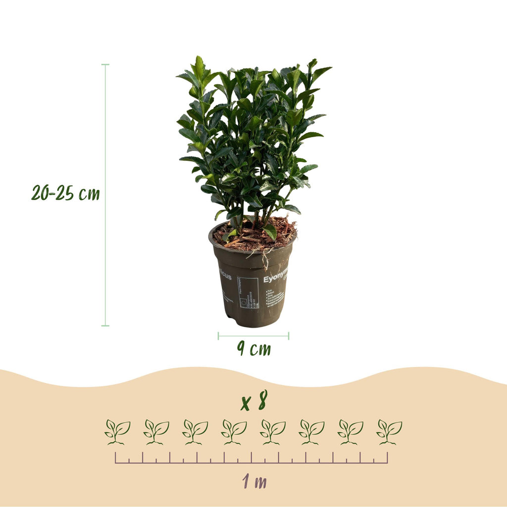 Hækplante – Euonymus japonicus Green Spire – 8 Planter – 1 Løbende Meter – Stedsegrøn – Potte 9 cm – Højde 20-25 cm