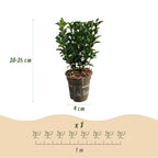 Hækplante – Euonymus japonicus Green Spire – 8 Planter – 1 Løbende Meter – Stedsegrøn – Potte 9 cm – Højde 20-25 cm