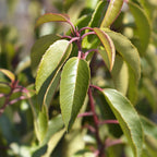 Hækplanter - Prunus lusitanica Angustifolia - Grønne Blade - 8 Planter - 1 Meter Lang Hæk - Stedsegrøn - Potte 9cm Højde 30-35cm