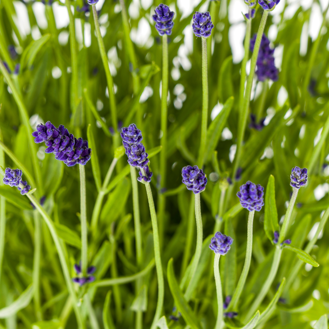Lavandula angustifolia 2X Ø19cm - Height 40-50cm: