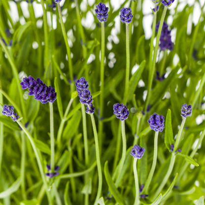 Lavandula angustifolia 2X Ø19cm - Height 40-50cm:
