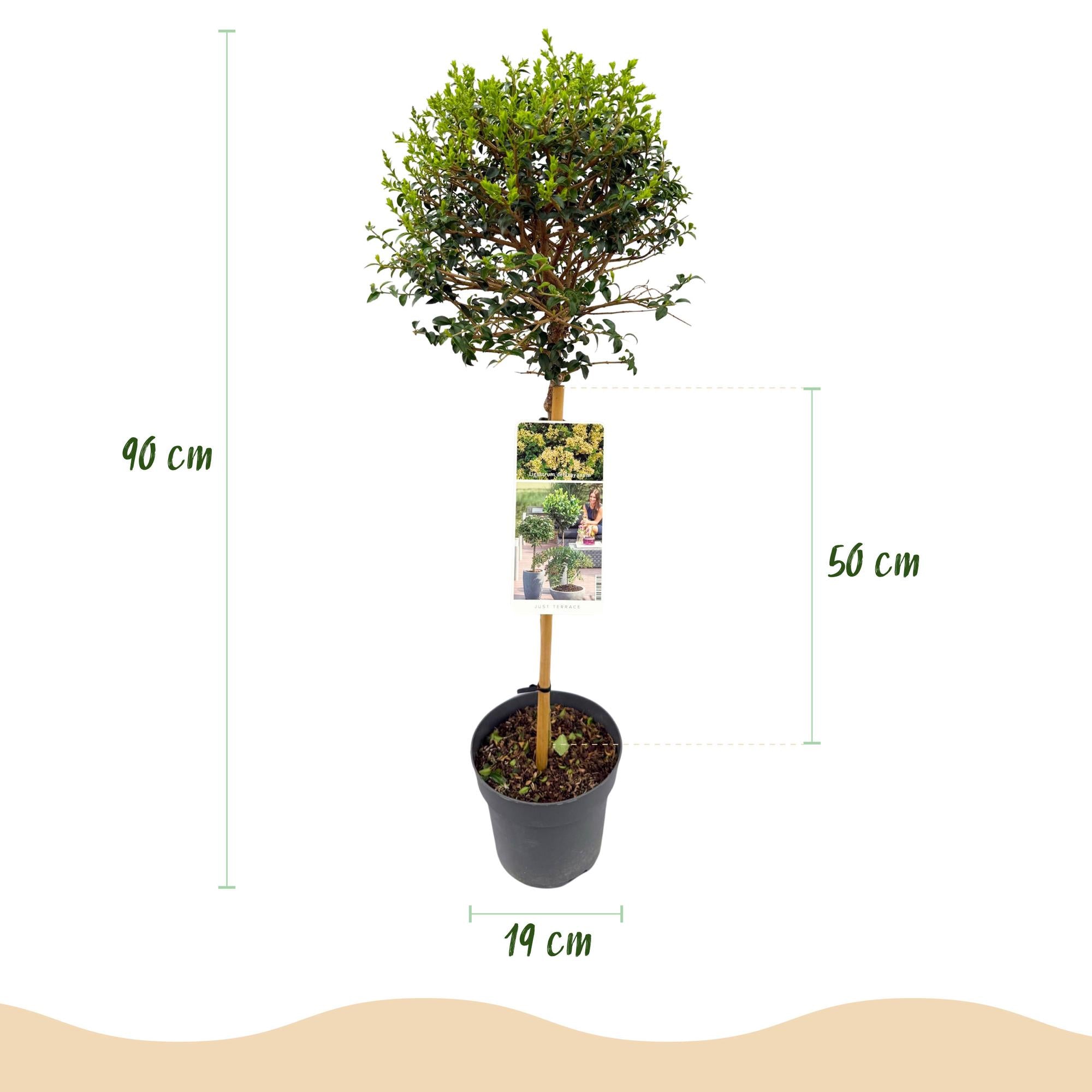Haveplante – Ligustrum delavayanum – Stammeplante – Terrasseplante – Stedsegrøn – Nem Pleje – Potte Ø19 cm Højde 90 cm