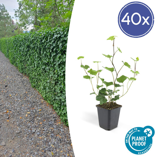 Hedera Hibernica 40x - ↕10-25cm - Ø9cm