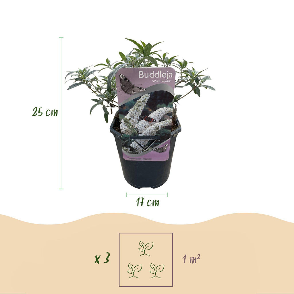 Fjärilsbuske - Buddleja davidii Vit överflöd - Blommor vita - 1 planta - Lövfällande - Fjärilslockande - Kruka 17 cm Höjd 25 cm