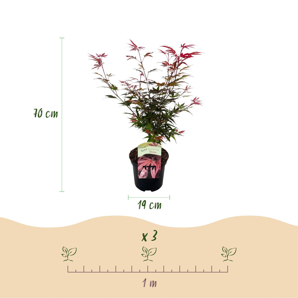 Terrasplante - Japansk Løn - Acer palmatum Shaina - Rød - 2 Planter - Bladfaldende - Potte 19 cm - Højde 70 cm