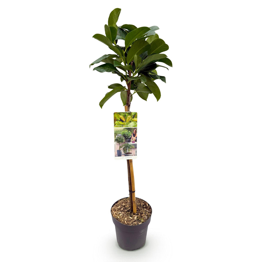 Havedyrkningsplante – Prunus laurocerasus Etna® – Plante på stamme – Terrasseplante – Stedsegrøn – Lavt Vedligehold – Potte Ø19 cm Højde 90 cm