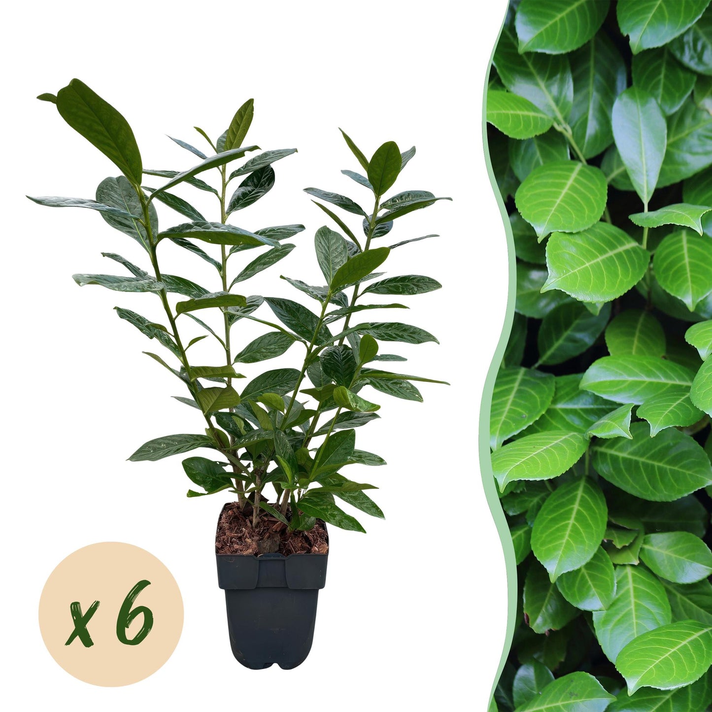 Prunus laurocerasus 'Novita' – 6 stk. stedsegrønne hækplanter – Dækker 1 meter – Højde 50 cm – Pot Ø17 cm
