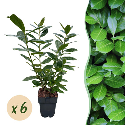 Prunus laurocerasus 'Novita' – 6 stk. stedsegrønne hækplanter – Dækker 1 meter – Højde 50 cm – Pot Ø17 cm