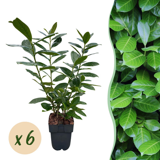 Prunus laurocerasus 'Novita' – 6 stk. stedsegrønne hækplanter – Dækker 1 meter – Højde 50 cm – Pot Ø17 cm