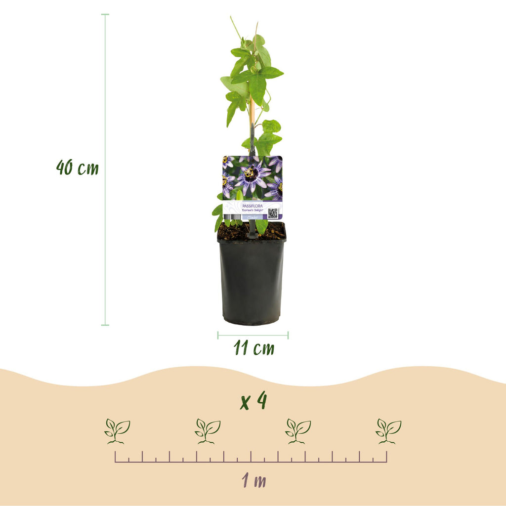 Passionsblomst - Passiflora Tricolor - Blomst Pink Hvid Lilla - Lav vedligeholdelse - 3 planter - Potte 11 cm Højde 40 cm