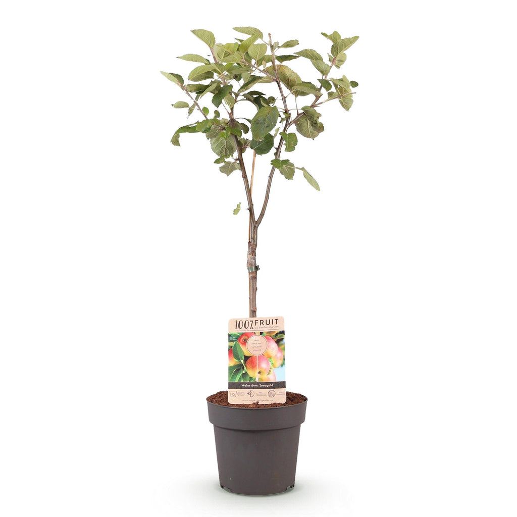 Frugtplante – Æbletræ – Malus domestica 'Jonagold' – Gulgrønt Æble – Potte 21 cm – Højde 90 cm