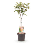Frugtplante – Æbletræ – Malus domestica 'Jonagold' – Gulgrønt Æble – Potte 21 cm – Højde 90 cm