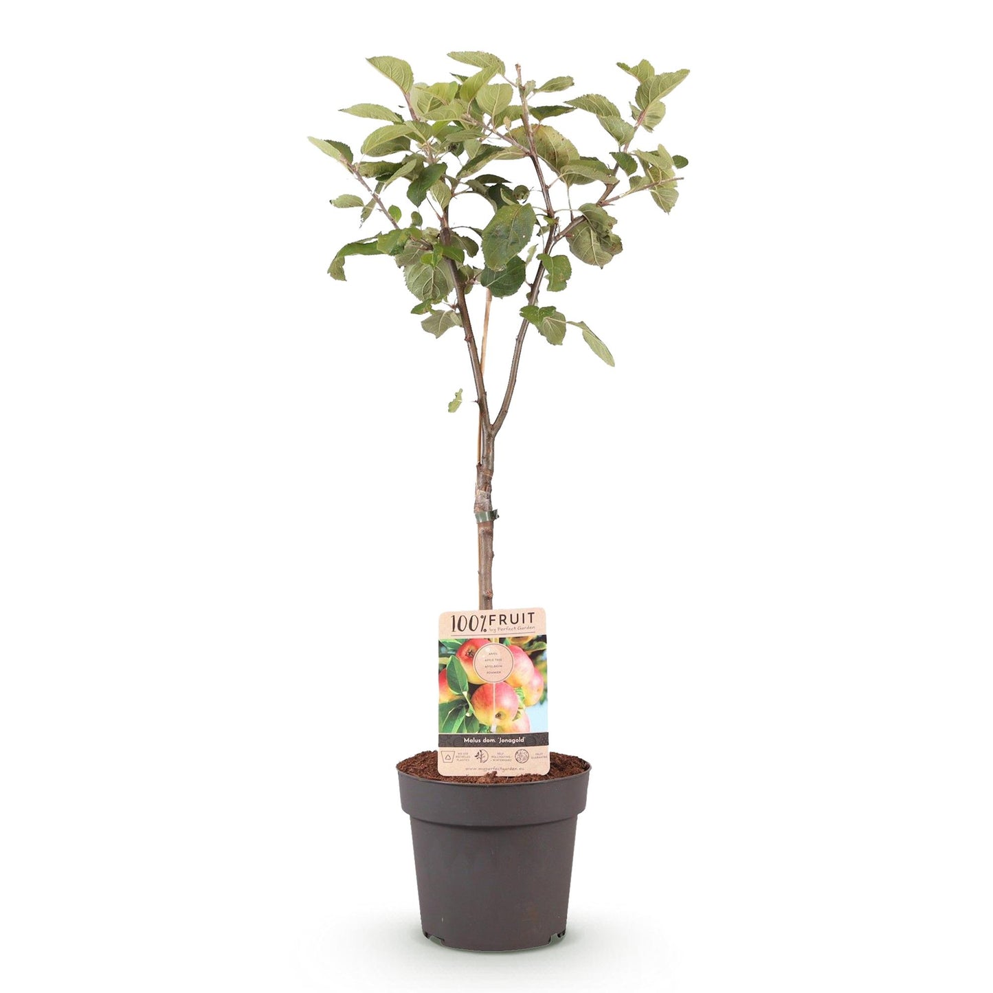 Fruit plant – Apple tree – Malus domestica 'Jonagold' – Yellow-green Apple – Pot 21 cm – Height 90 cm