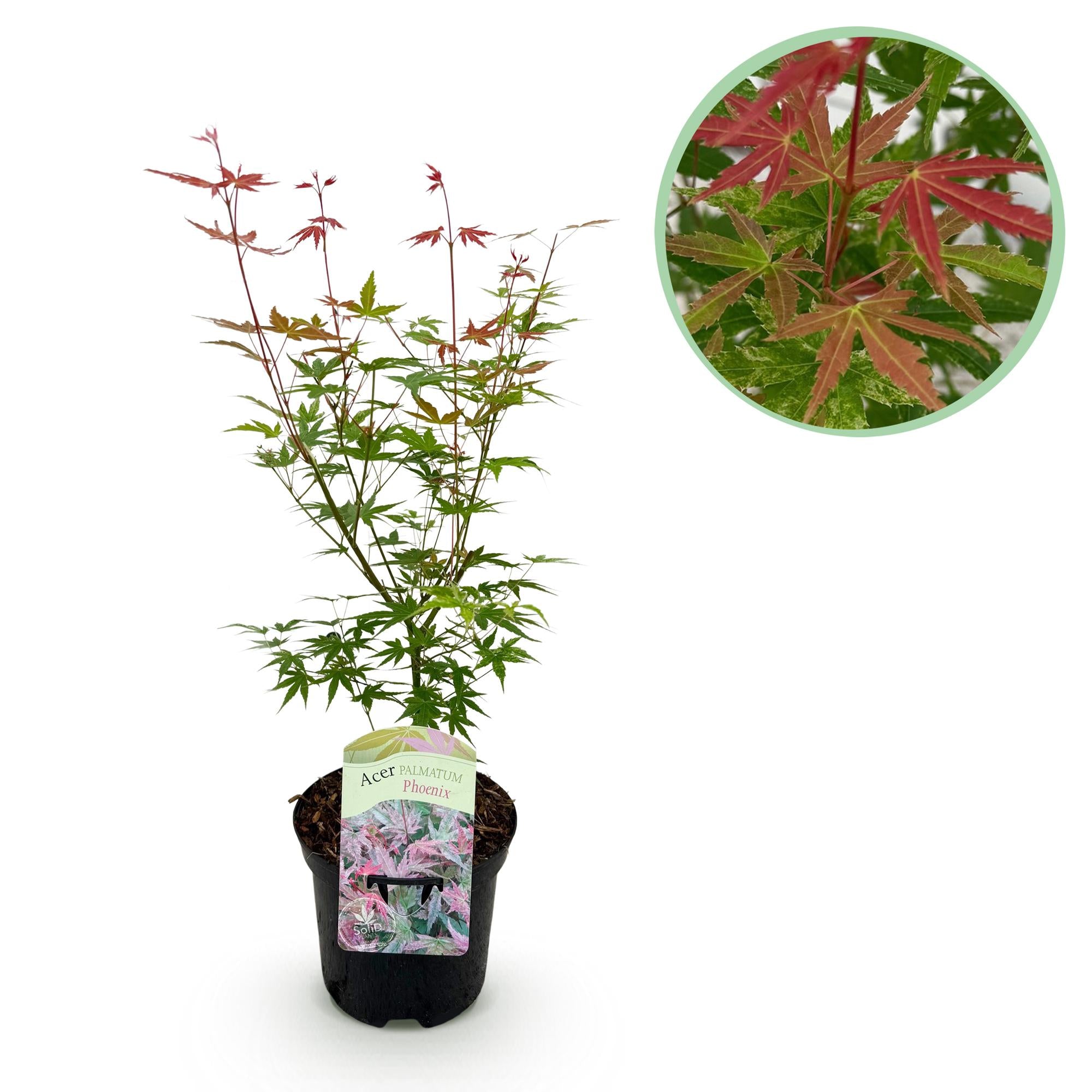Terrasseplante – Japansk Løn 'Acer palmatum Phoenix' – Pink – 1 Plante – Løvfældende – Pot Ø19 cm – Højde 70 cm