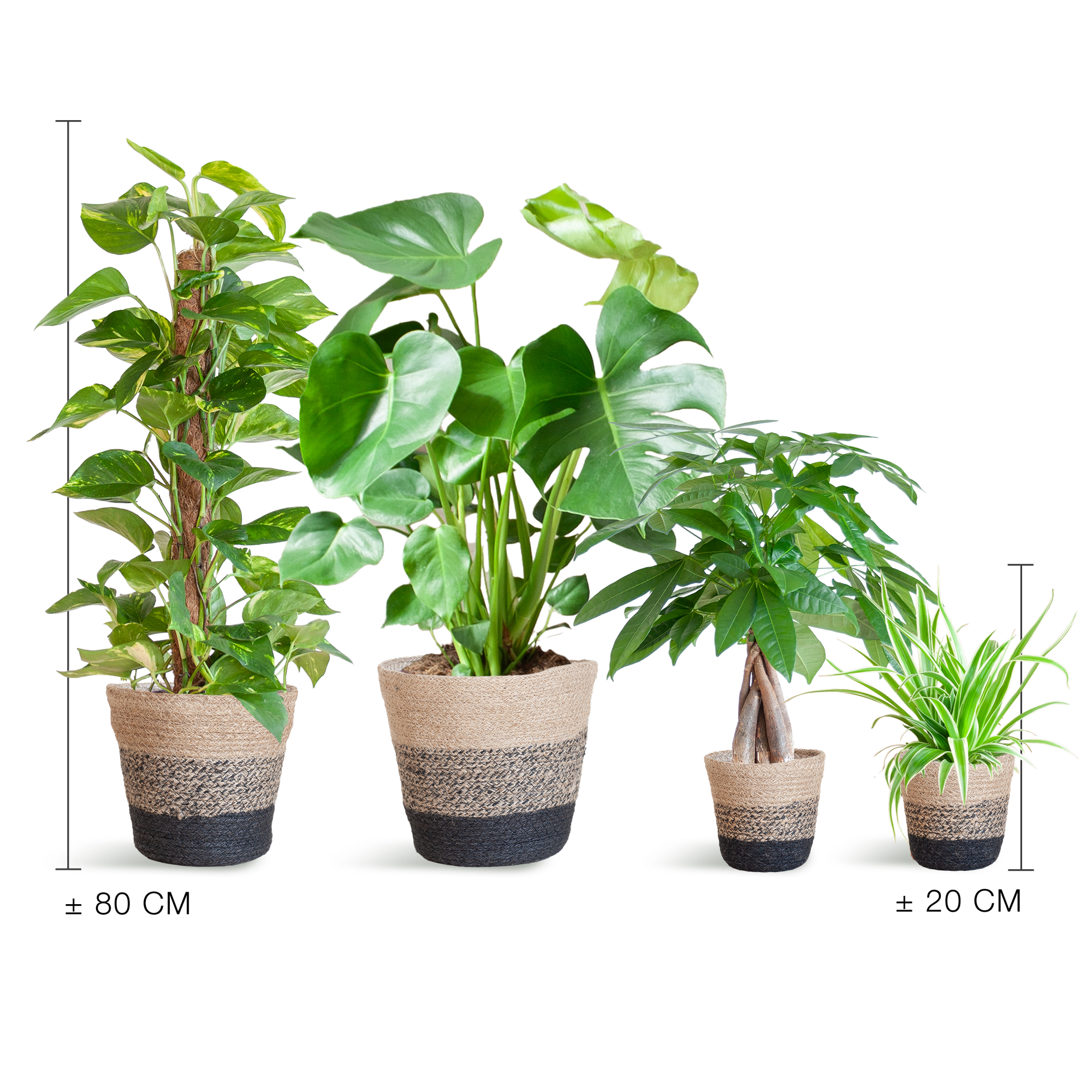 Nem pleje Plantekasse - medium - med Basket Lisbon sort