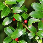 Tuinplante - Ilex Meserveae Blue Maid - Plante På Stamme - Terrasseplante - Løvfældende - Let Vedligehold - Potte 19cm - Højde 90cm