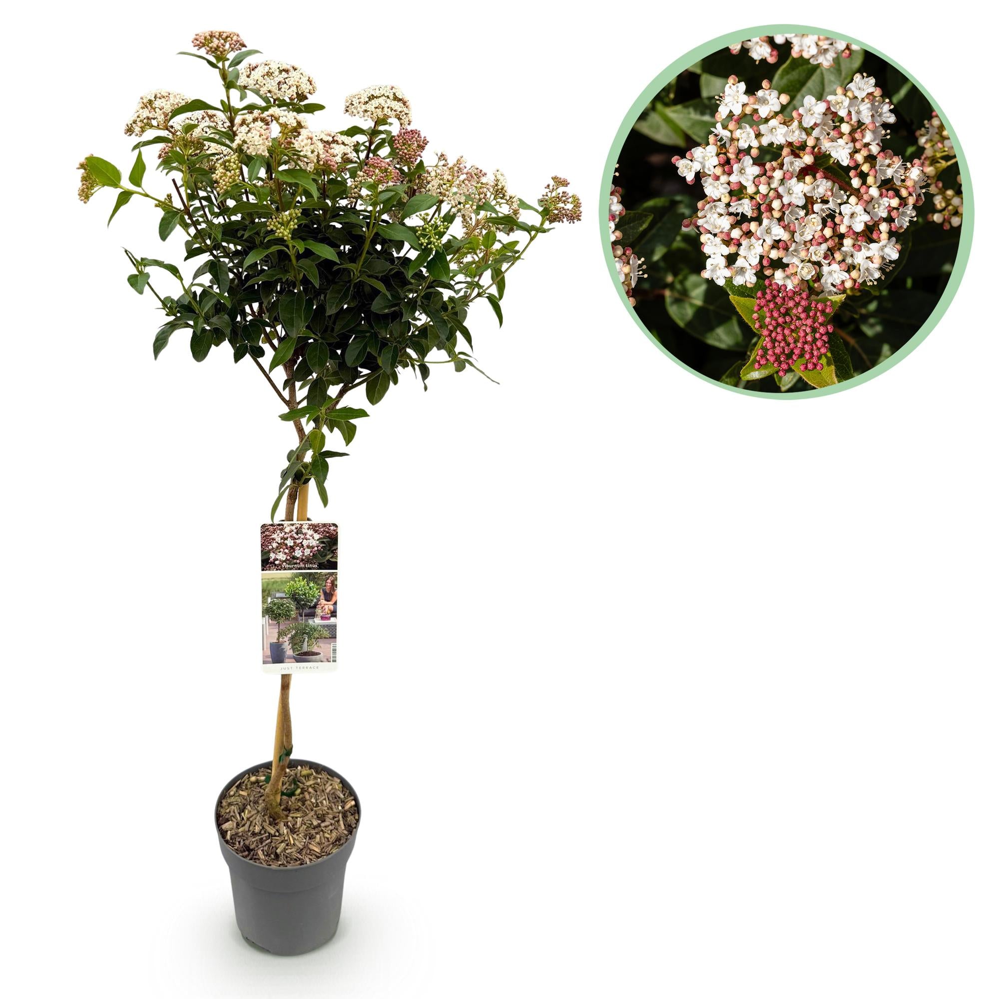 Tuinplante - Viburnum Tinus - Plante På Stamme - Terrasseplante - Vintergrøn - Let Vedligehold - Potte 19cm - Højde 90cm