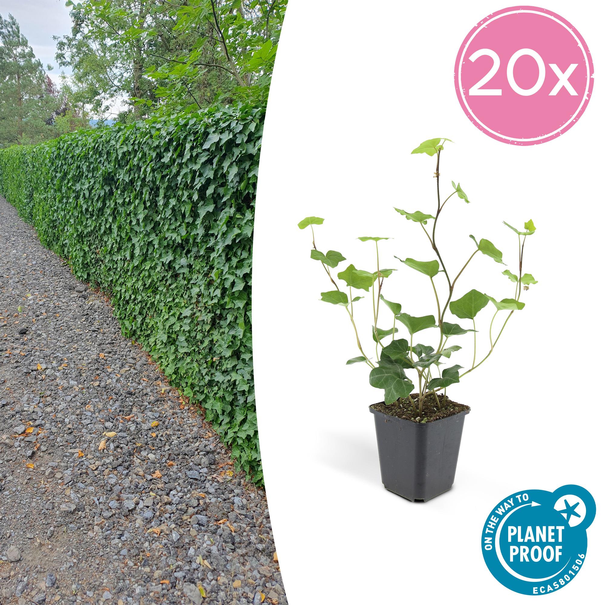 Hedera Hibernica 20x - ↕10-25cm - Ø9cm